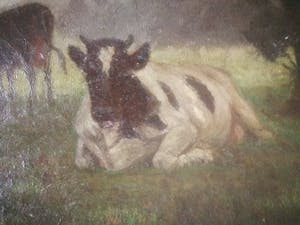 Evert Rabbers - Koeien in de wei. kopen? Bied vanaf 139!