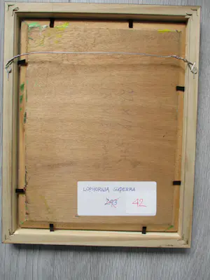 Ari Stolk - Ari Stolk - Kraagparadijsvogel - Lophornia Superba ♀ + ♂ kopen? Bied vanaf 195!