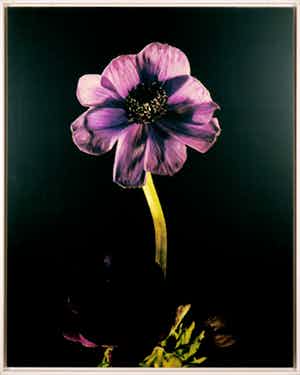 Niek Michel - C-print op kunststof board, Zonder titel (a2) - Ingelijst (Groot) verkocht voor € 50!