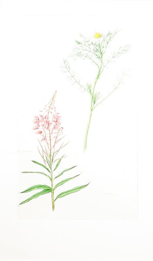 Niet of onleesbaar gesigneerd - Potloodtekening, Zonder titel - Ingelijst kopen? Bied vanaf 1!