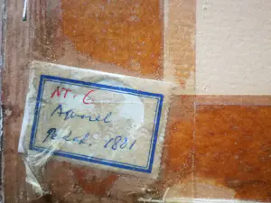 Auguste Graux - Bloemen. Boeket. Rozen. kopen? Bied vanaf 449!