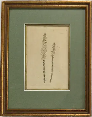 AcheterGeorge Cooke - Gravure uit Botanical Cabinet naar G. Loddiges - ingelijst? Enchérissez de 39!