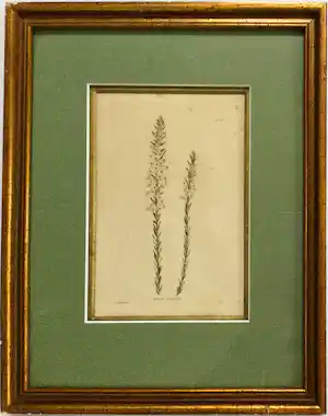 George Cooke - Gravure uit Botanical Cabinet naar G. Loddiges - ingelijst verkauft für € 39!