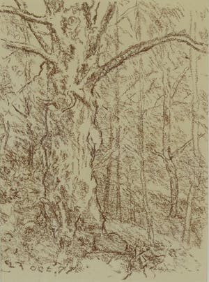 Otto B. de Kat - Bosgezicht kopen? Bied vanaf 80!