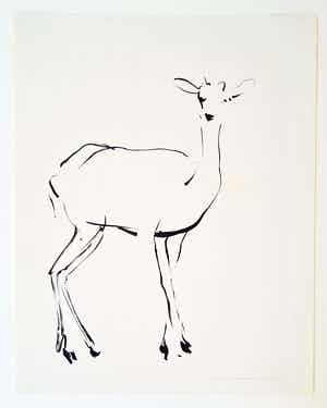 Nico Molenkamp - Hert - handgesigneerde inkttekening verkocht voor € 150!