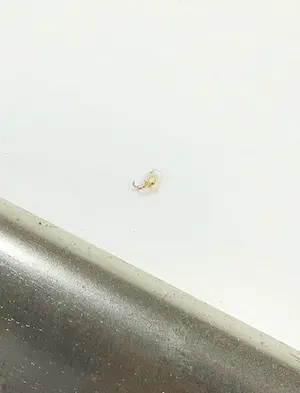 Peter Meijer - Zeefdruk, Aurora Borealis - Ingelijst (Groot) kopen? Bied vanaf 1!