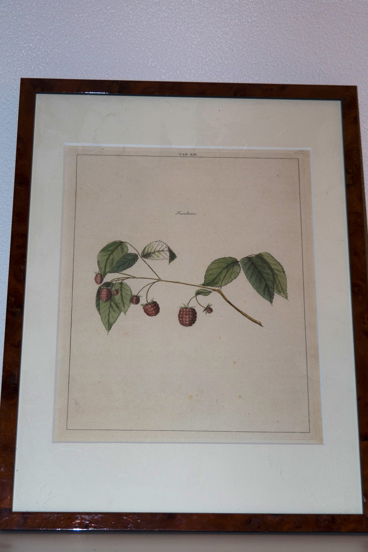 Johann Hermann Knoop - Frambosen verkocht voor € 40!