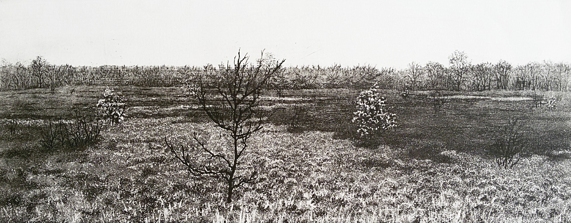 Paulien Wittenrood - Wolfheze IV (heide bij donker weer), ets kopen? Bied vanaf 30!