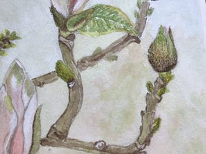 Niet of onleesbaar gesigneerd - Magnolia in Bloei. kopen? Bied vanaf 1!