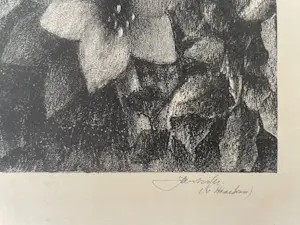 Jan Visser - Witte amaryllis kopen? Bied vanaf 35!