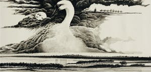 Ari Stolk - De zwaan kopen? Bied vanaf 75!