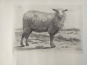 Frans Lebret - Schaap kopen? Bied vanaf 20!