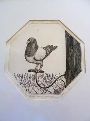 Erna van Mondfrans - Ets. Titel,"Een duifje in balans". verkocht voor € 30!