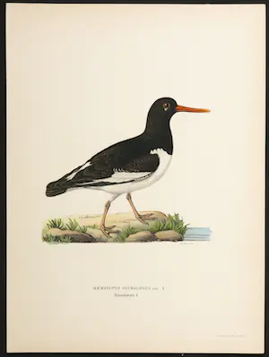 Wilhelm von Wright - Litho, Haematopus Ostralegus, uit Svenska foglar (...) kopen? Bied vanaf 1!