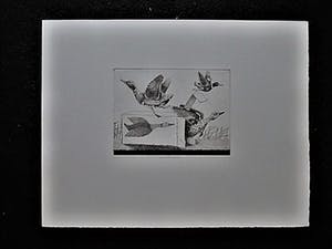 Herman Berserik - Karakteristiek Grafiek - Ets - "Opwind-eend" kleine oplage - potloodgesigneerd kopen? Bied vanaf 30!