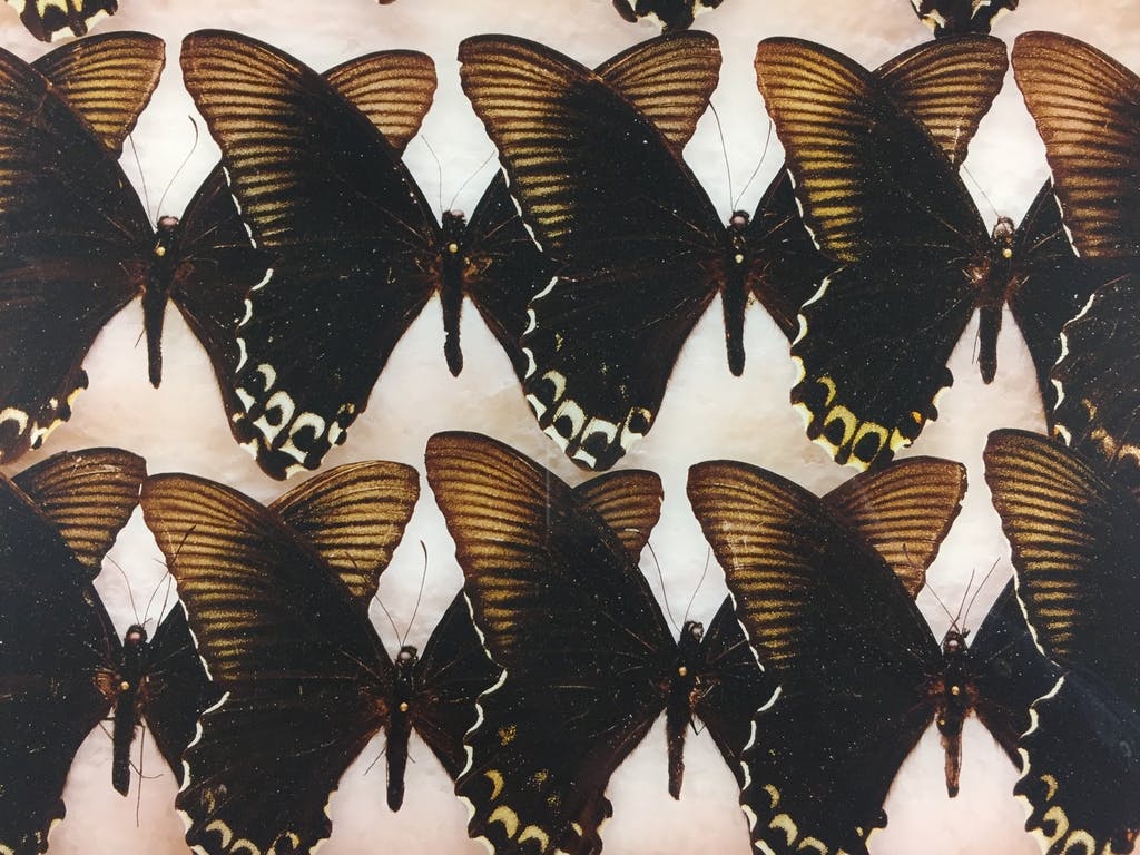 Paul Huf - Paul Huf, foto, 'Indo-Australian Papilionidae', 1984 kopen? Bied vanaf 649!