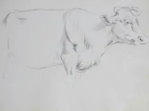 Frans Lebret - Drie studies van een rund - Tekeningen kopen? Bied vanaf 75!