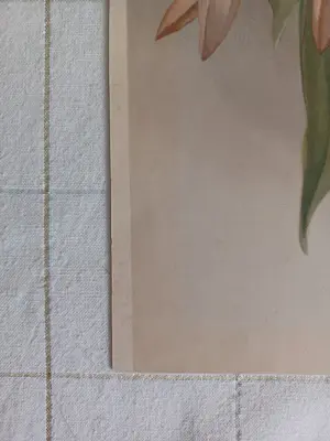 Henry George Moon - Originele Chromolithografie ‘Reichenbachia’ 1888 kopen? Bied vanaf 85!