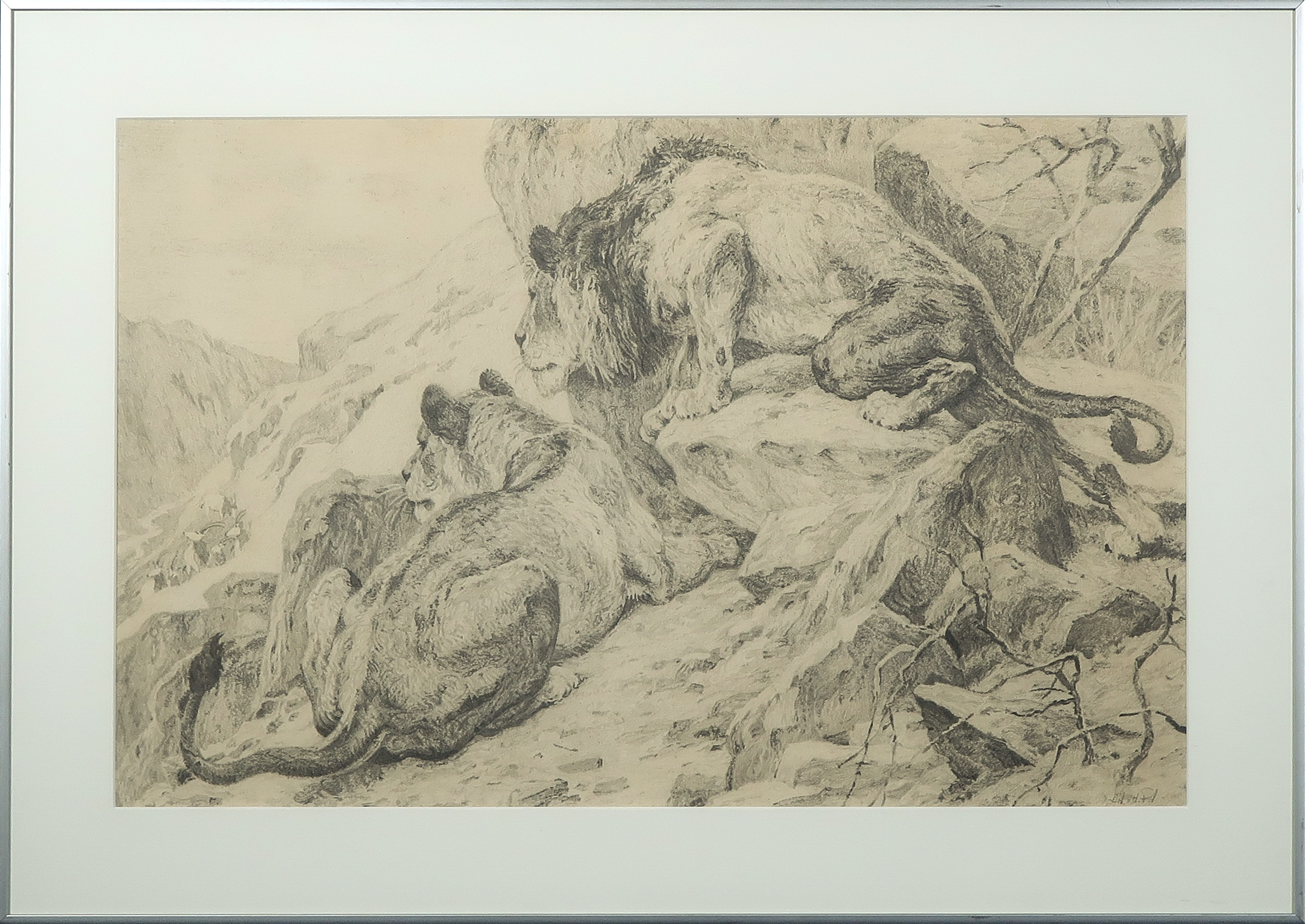 Niet of onleesbaar gesigneerd - Potloodtekening, Twee leeuwen - Ingelijst kopen? Bied vanaf 1!