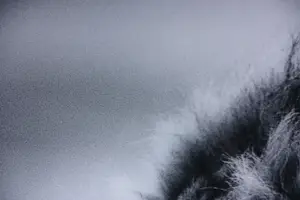 Laurent Baheux - Fotografie / perspex, Strong and sweet lion, Tanzania 2015 - Ingelijst kopen? Bied vanaf 250!