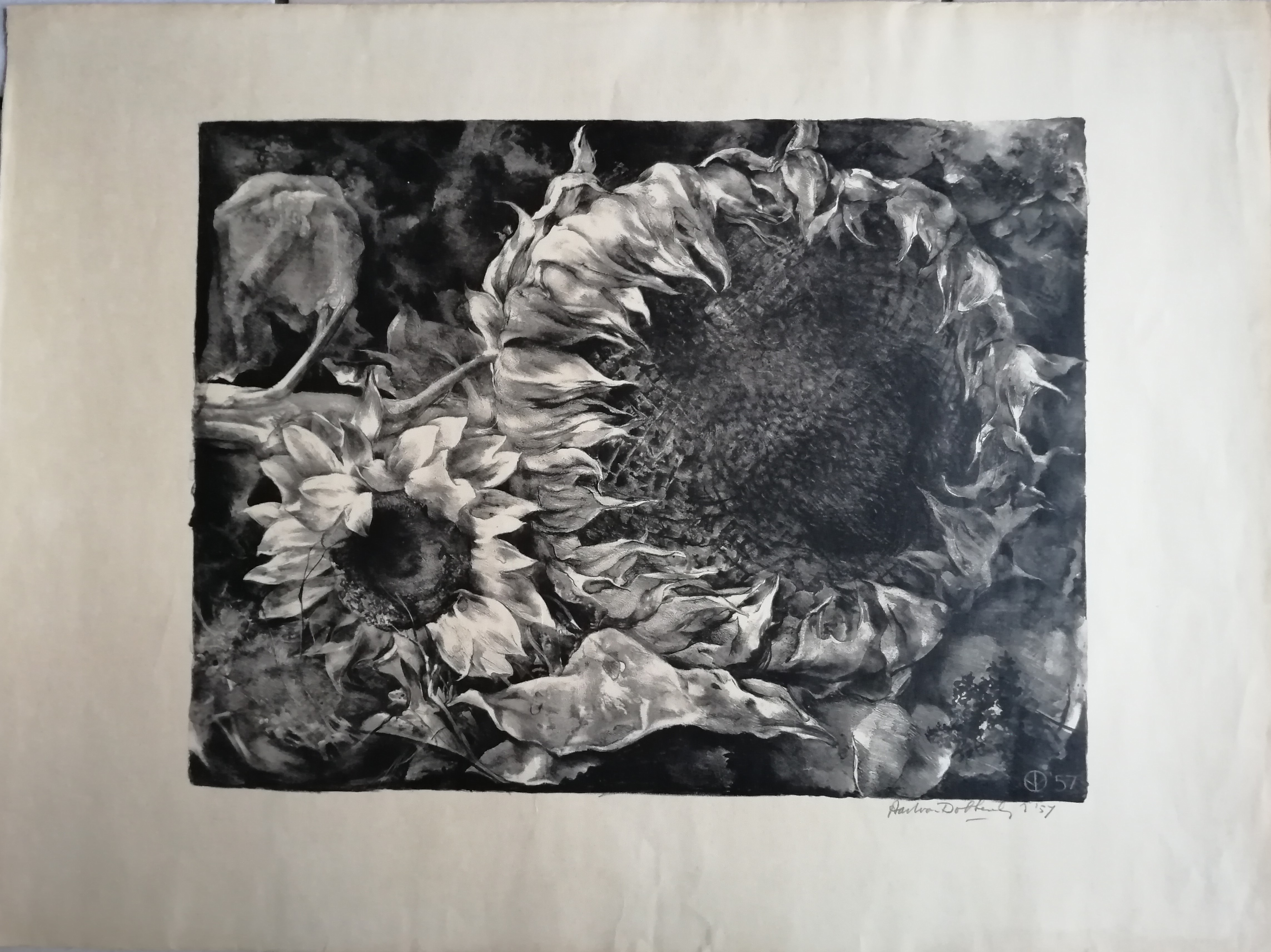 Aart van Dobbenburgh - Zonnebloemen kopen? Bied vanaf 30!