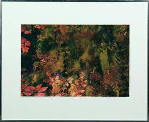 Alewijn Oostwoud Wijdenes - Foto, Herfstbos met roze bloemen - Ingelijst verkocht voor € 40!