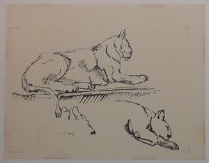 Wim Motz - 4 tekeningen van leeuwen/leeuwinnen kopen? Bied vanaf 50!