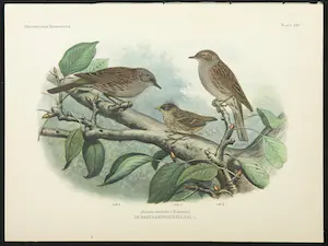 Eduard Daniël van Oort - Chromolitho, Lot van vier voorstellingen uit 'De Vogels van Nederland' kopen? Bied vanaf 1!