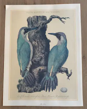 Jan Christiaan Sepp - Fraaie litho naar Jan Christiaan Sepp & Nozeman 18e eeuw kopen? Bied vanaf 40!