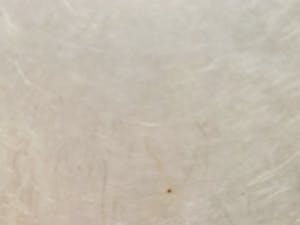 Leonor Fini - La Fille et le Chat kopen? Bied vanaf 40!