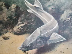 Jan Voerman (jr.) - kalender 1947 - ongesneden blad kopen? Bied vanaf 1!