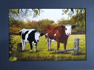 Jan Teunissen - Twee kalveren in weiland kopen? Bied vanaf 200!