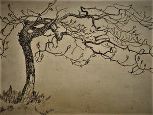 Niet of onleesbaar gesigneerd - Fraaie omstreeks 1920 gesigneerd droge naald Ets "Bloesemboom" kopen? Bied vanaf 1!