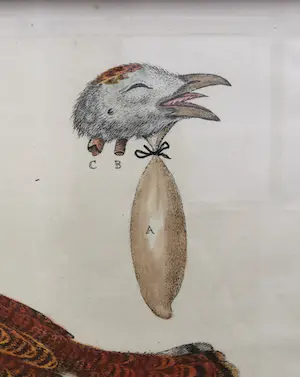 George Edwards - twee Gevogelte prenten kopen? Bied vanaf 19!