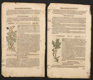 Adam Lonitzer - Handgekleurde houtsnede, Twee pagina's uit het Kräuterbuch kopen? Bied vanaf 1!