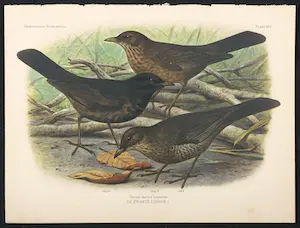 Eduard Daniël van Oort - Chromolitho, Lot van vier voorstellingen uit 'De Vogels van Nederland' kopen? Bied vanaf 1!