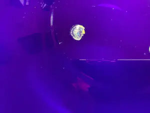 Jan Beranek - Cobalt blauwe glazen schaal met lucht slierten kopen? Bied vanaf 65!