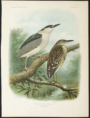 Eduard Daniël van Oort - Chromolitho, Lot van vier voorstellingen uit 'De Vogels van Nederland' kopen? Bied vanaf 1!