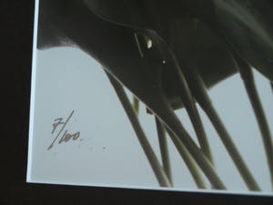 Paul Huf - Foto , Flowers : Gemengde Tulpen – gesigneerd & ingelijst - 1984 kopen? Bied vanaf 1!