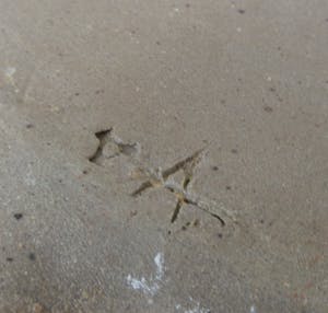 Ardine Spitters - Steengoed Object van een waterfles of zak gedecoreerd met een Salamander kopen? Bied vanaf 40!