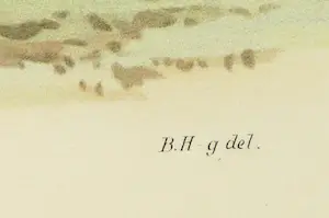 Wilhelm von Wright - Litho, Crocethia Alba, uit Svenska foglar (...) kopen? Bied vanaf 1!