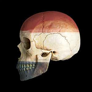 Mr. Strange - Netherlands Skull verkocht voor € 35!