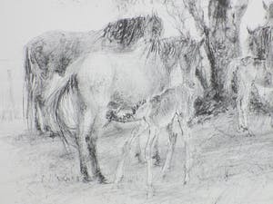 Piet Klaasse - Paarden en Veulens - Litho kopen? Bied vanaf 45!