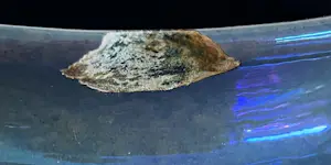 Chris Lanooy - Art Deco Kunstaardewerken vaas uitgevoerd in blauw lusterglazuur kopen? Bied vanaf 55!