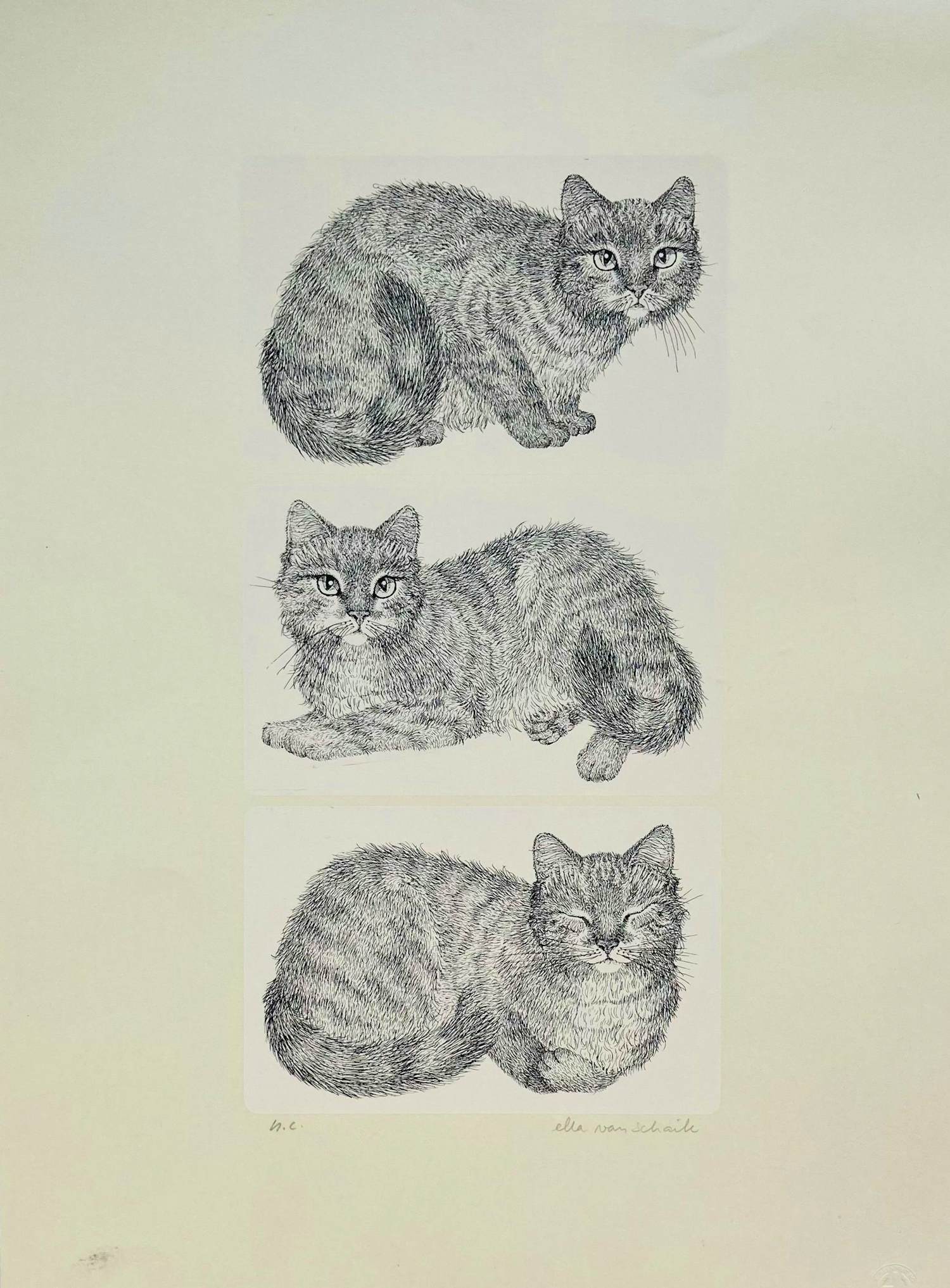 Ella van Schaik - poes, poes & poes kopen? Bied vanaf 10!