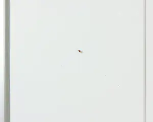 Deborah Asuni - Gemengde techniek op papier, Zonder titel - Ingelijst kopen? Bied vanaf 1!