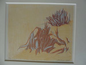 Jan Hein van Rooy - Litho, Plant Agave kopen? Bied vanaf 25!