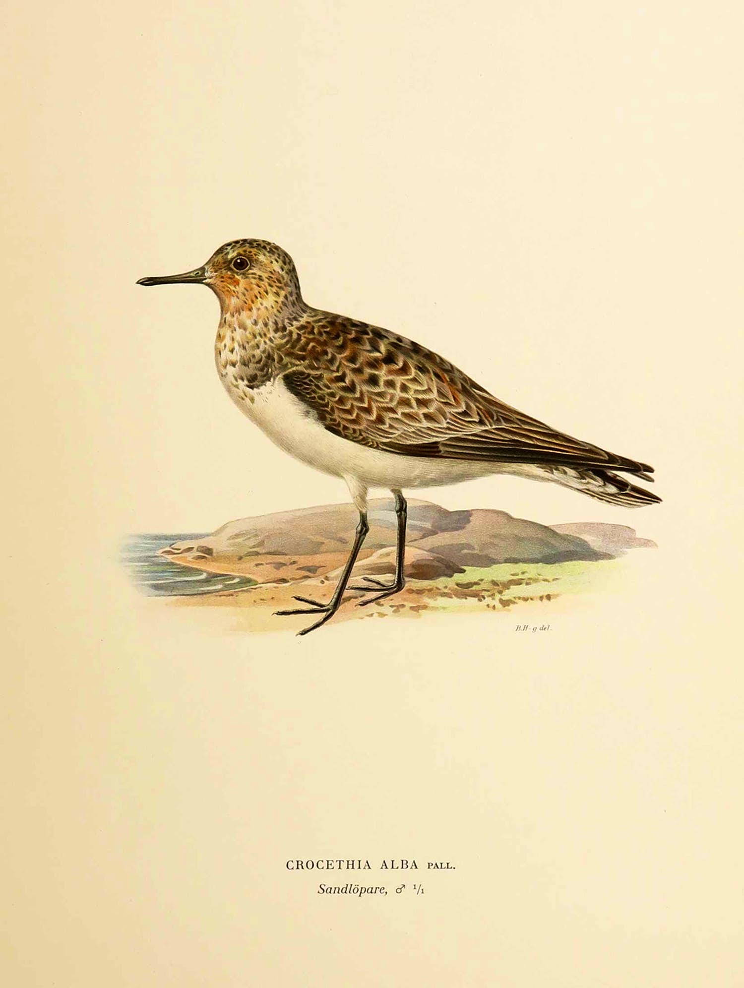 Wilhelm von Wright - Litho, Crocethia Alba, uit Svenska foglar (...) verkocht voor € 1!