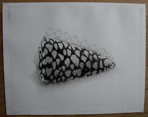 Gerard van Rooy - Ets: Conus Marmoreus - 1981 kopen? Bied vanaf 55!