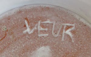 Veurse Werkplaatsen - Zeldzaam tinglazuren sierbord kopen? Bied vanaf 28!